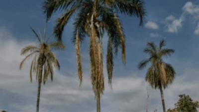 Image without alt