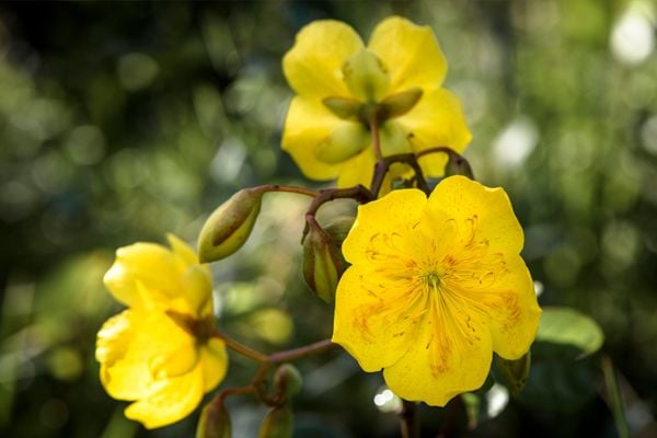 <p><span style="color:rgb(51,51,51);"><i><span style="text-align:center;">Algodão do cerrado</span></i></span></p>