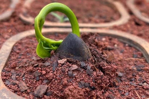 <p><span style="color:rgb(106,78,37);"><i><span style="text-align:center;">Arvores são produzidas para reflorestamento</span></i></span></p>