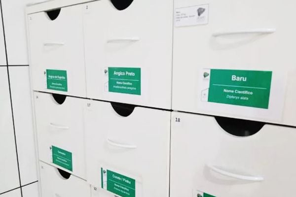 <p><span style="color:rgb(106,78,37);"><i><span style="text-align:center;">Banco de sementes - Legado Verdes do Cerrado</span></i></span></p>