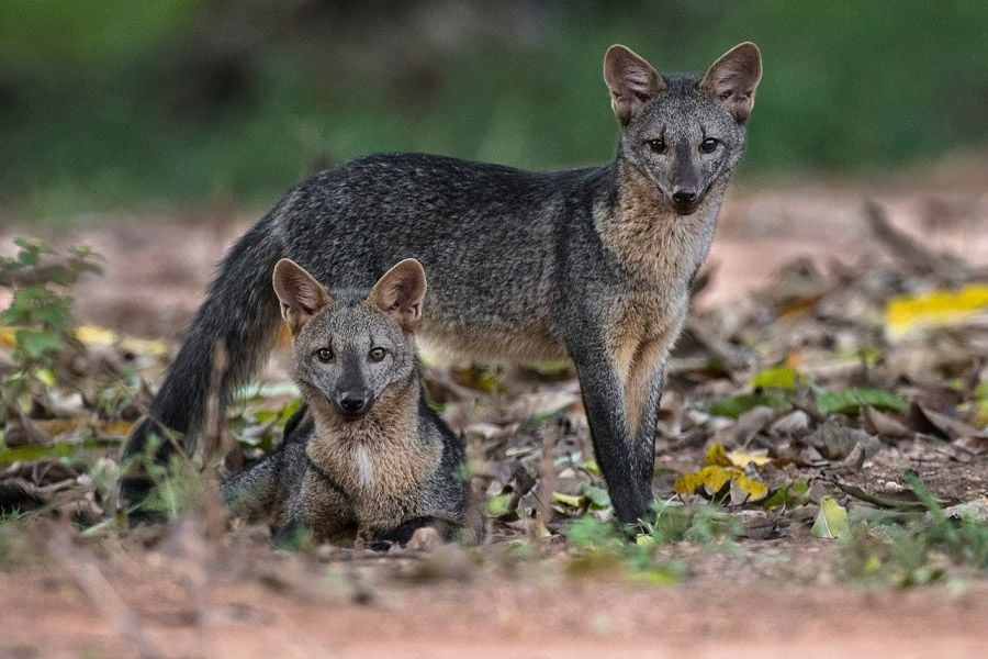 <p><span style="color:rgb(51,51,51);"><i><span style="text-align:center;">Foto: Luciano Candisani</span></i></span></p>