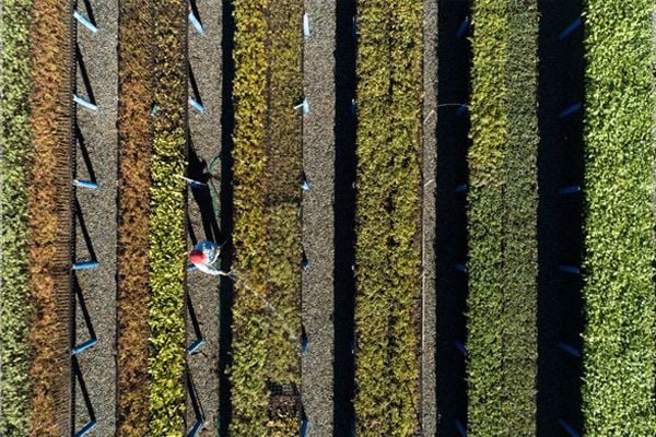 <p><span style="color:rgb(106,78,37);"><i><span style="text-align:center;">Centro de Biodiversidade - Foto: Luciano Candisani</span></i></span></p>