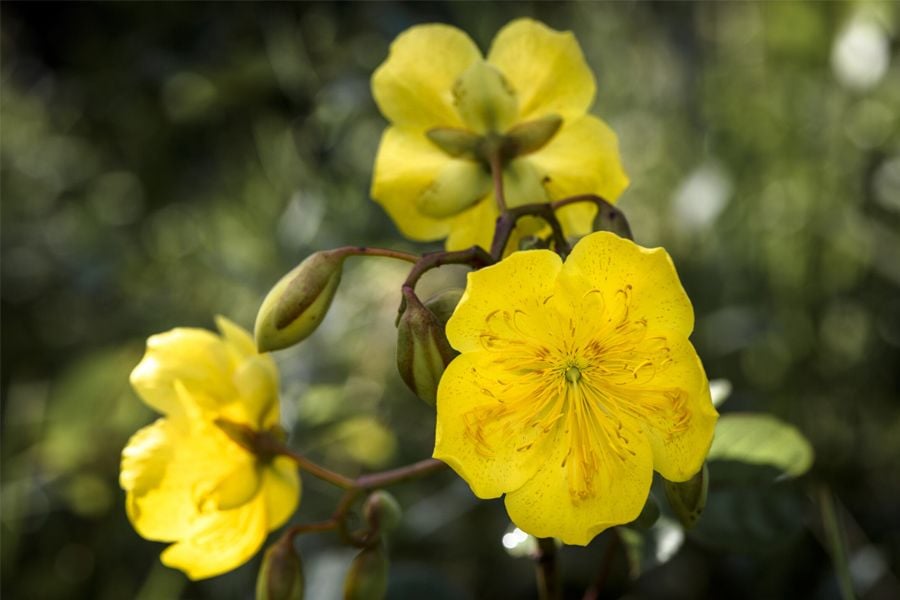 Chamaecrista orbiculata (Planta moeda) | Luciano Candisani