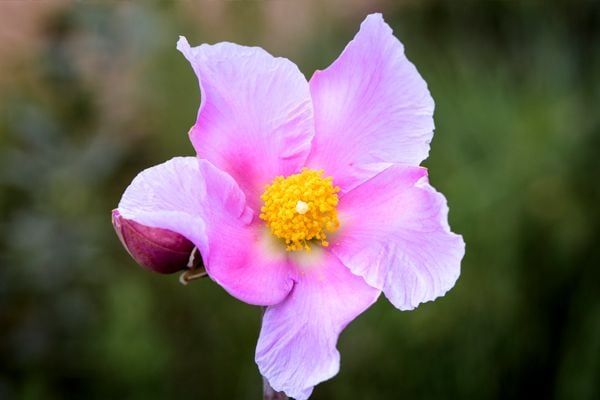 <p><span style="color:rgb(106,78,37);"><i><span style="text-align:center;">Niquelândia/GO - Legado Verdes do Cerrado</span></i></span></p>