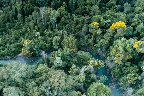 <p><span style="color:rgb(106,78,37);"><i><span style="text-align:center;">Floresta - Foto: Luciano Candisani</span></i></span></p>