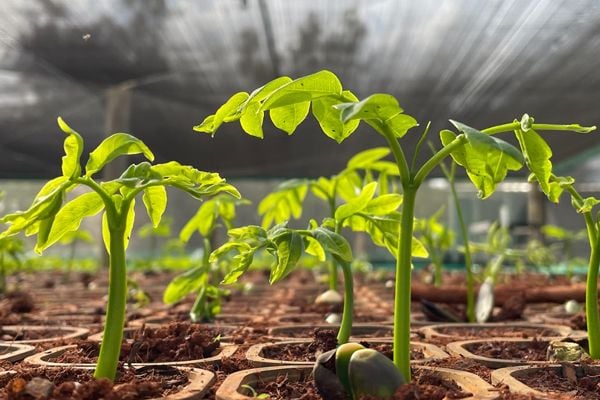 <p><span style="color:rgb(106,78,37);"><i><span style="text-align:center;">Mudas no Centro de Biodiversidade</span></i></span></p>