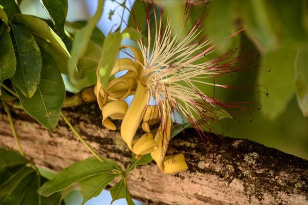 <p><span style="color:rgb(51,51,51);"><i><span style="text-align:center;">Pachira aquática</span></i></span></p>