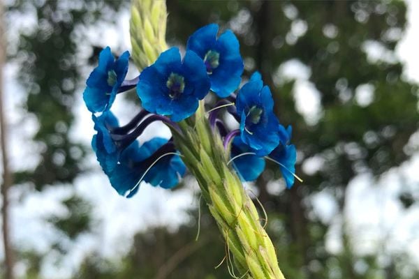 <p><span style="color:#68471D;">60 espécies de plantas endêmicas identificadas na Reserva, ou seja, que só podem ser encontradas no Cerrado, o que representa 1.36% de todas as espécies endêmicas do bioma.</span></p>