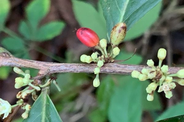 <p><span style="color:#68471D;">Foram catalogadas 16 novas espécies, sendo que 8 estão em fase de descrição para publicação e 1 foi publicada e registrada. Essa última é a <i>Erythroxylum niquelandense</i>, que foi batizada com esse nome em homenagem à Niquelândia. A espécie tem propriedades utilizadas em medicamentos para o tratamento de doenças como câncer e Aids.</span></p>