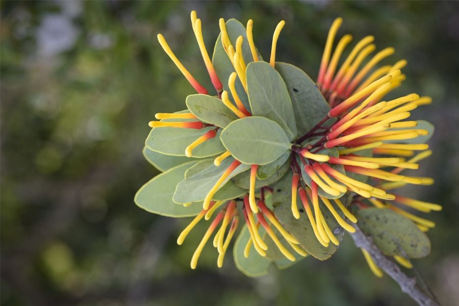 Psittacanthus biternatus | Luciano Candisani