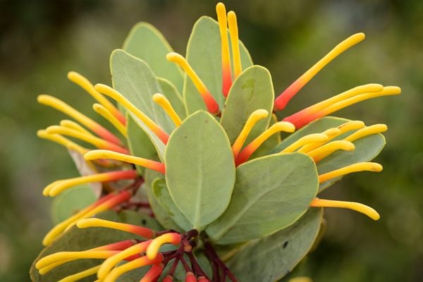 <p><span style="color:rgb(51,51,51);"><i><span style="text-align:center;">Psittacanthus cinctuss</span></i></span></p>