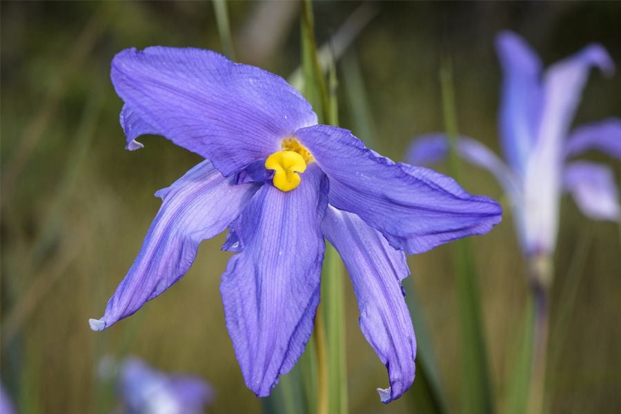 Vellozia squamata (canela-de-ema) | Luciano Candisani