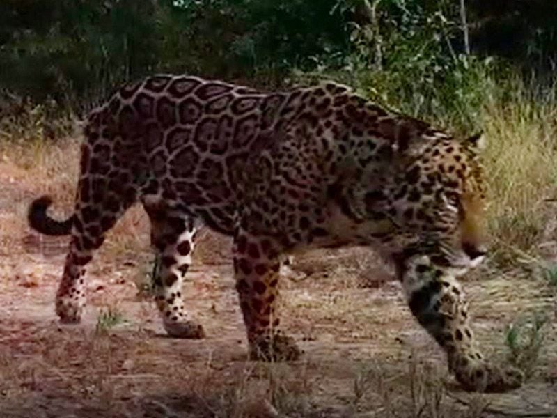 <p style="text-align:center;"><span style="color:#68471D;"><i>onça-pintada (Panthera onca)</i></span></p><p><span style="color:#68471D;">Registro de espécies que são símbolo do Cerrado como a onça-pintada e lobo-guará, além de espécies como anta, tamanduá-bandeira, gato-maracajá e diversas espécies de aves.</span></p>