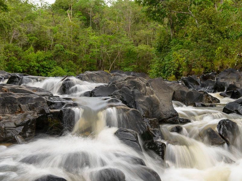 <p><span style="color:#68471D;"><i>40 espécies de peixes identificadas no território, sendo duas registradas pela primeira vez em Goiás, o pacu (Myloplus nigrolineatus) e piranha-preta (Serrasalmus rhombeus).</i></span></p>