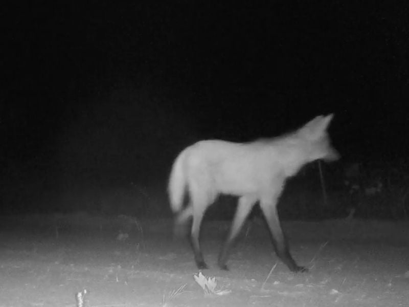 <p><span style="color:rgb(106,78,37);"><i><span style="text-align:center;">lobo guará (Crysocyon)</span></i></span></p>