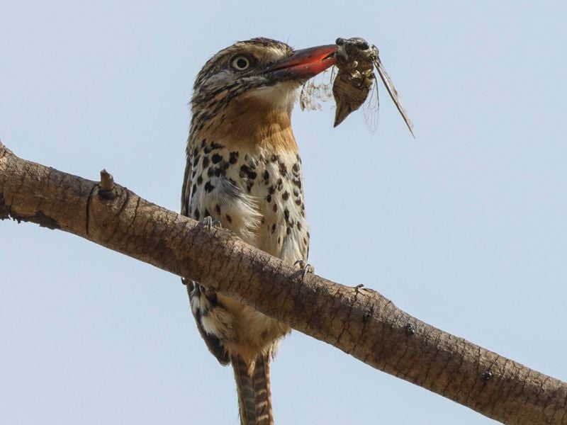 <p><span style="color:rgb(106,78,37);"><i><span style="text-align:center;">rapazinho-dos-velhos (Nystalus maculatus)</span></i></span></p>