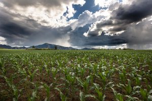 Integração de lavoura e pecuária potencializa uso do solo no Legado Verdes do Cerrado