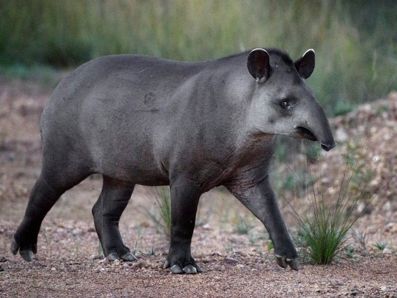 anta (Tapirus terrestres)