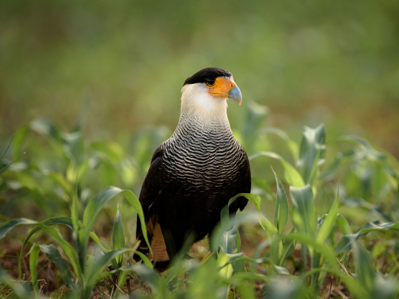 carcará (Caracara plancus)