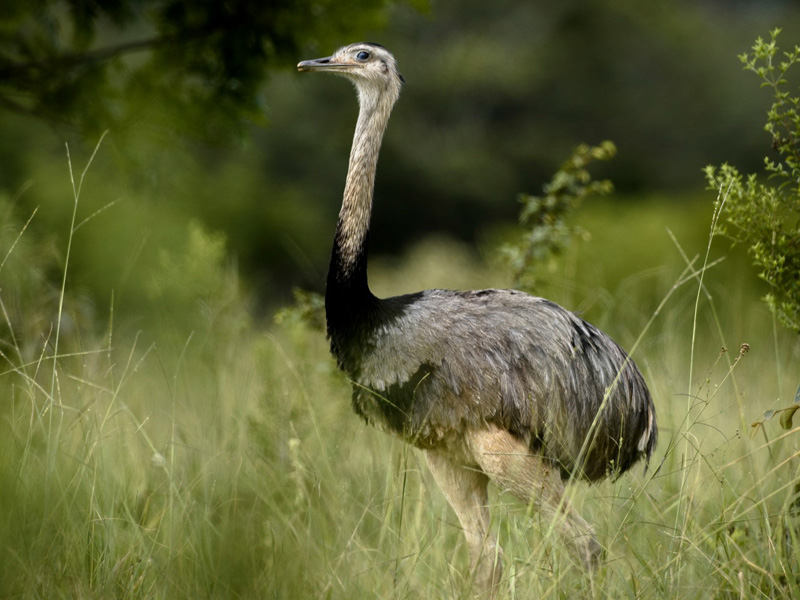 ema (Rhea mericana)