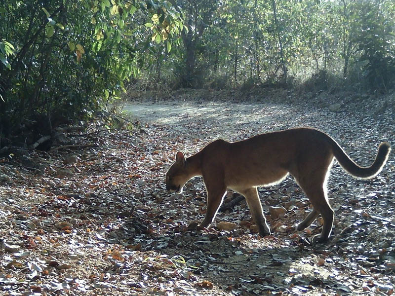 onça-parda (Puma concolor)