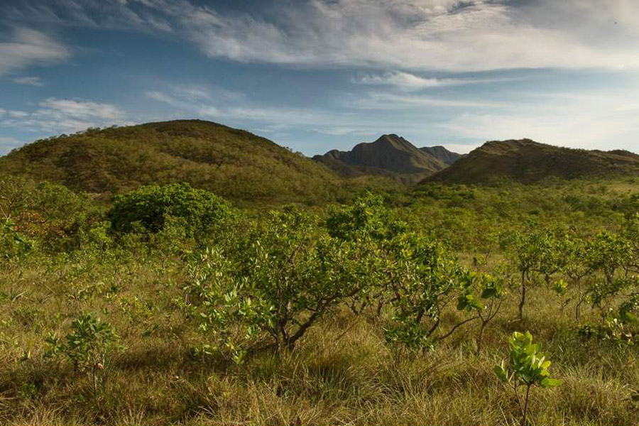 árvores do cerrado brasileiro com montanhas ao fundo